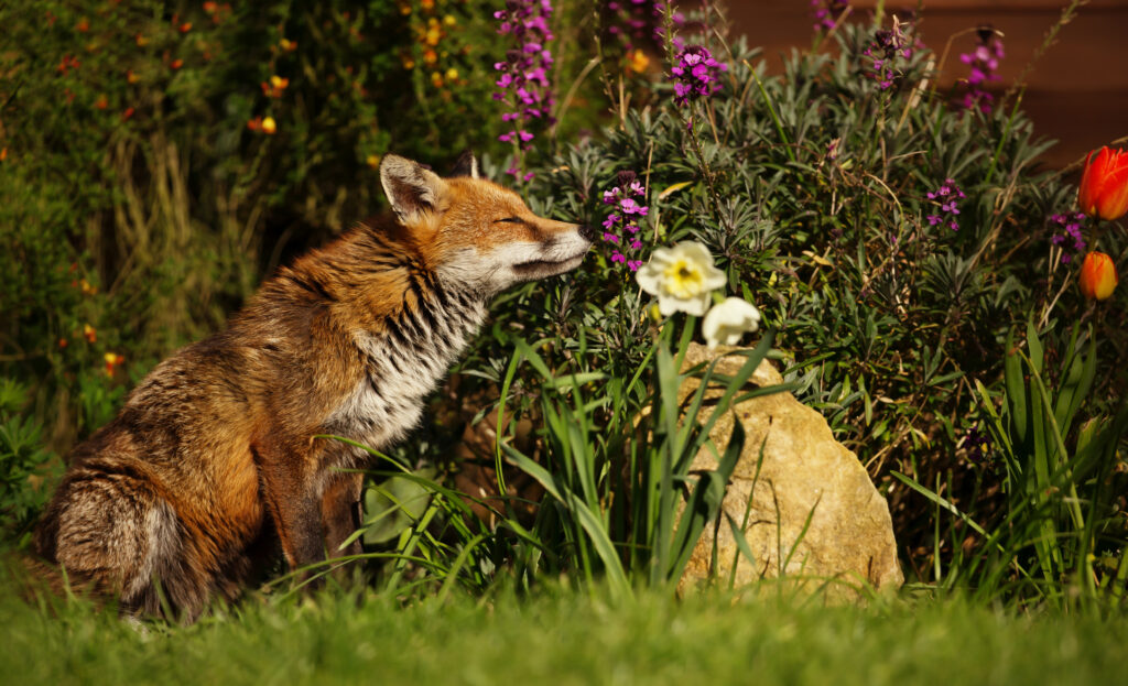 Wildlife shot of a red fox smelling flowers in a garden