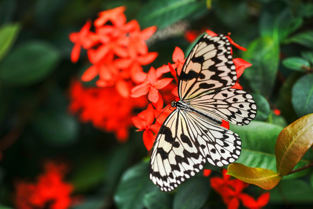 Four-Season Garden with butterfly on red plant