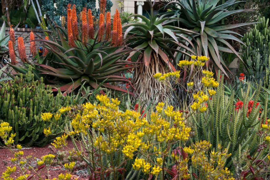 A collection of Water-smart plants