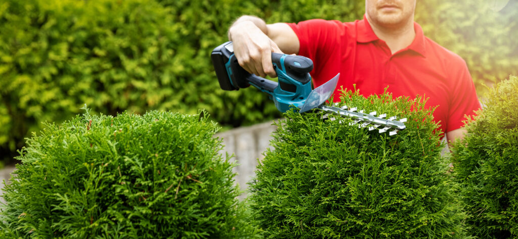 A man pruning a low-maintenance bush with a hedge trimmer.