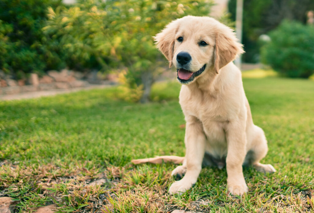 An image of a Labrador Retriever puppy sat on a lawn in a pet-friendly garden